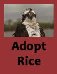 Adopt Icon for Rice the Osprey