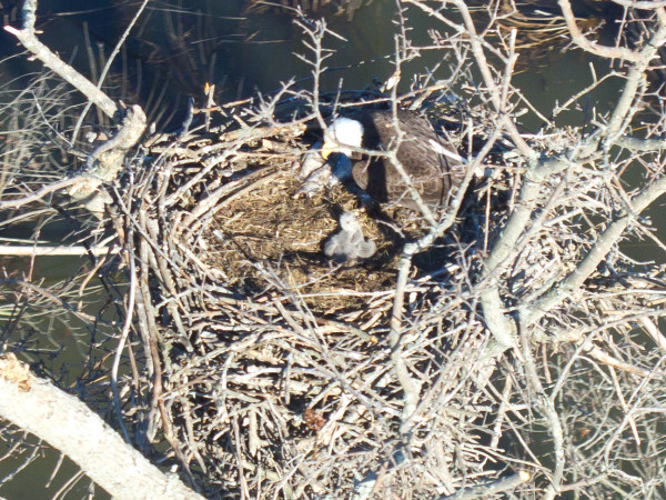 Adult eagle with a stash of fish feeding a chick along the James River. Photo by Bryan Watts.