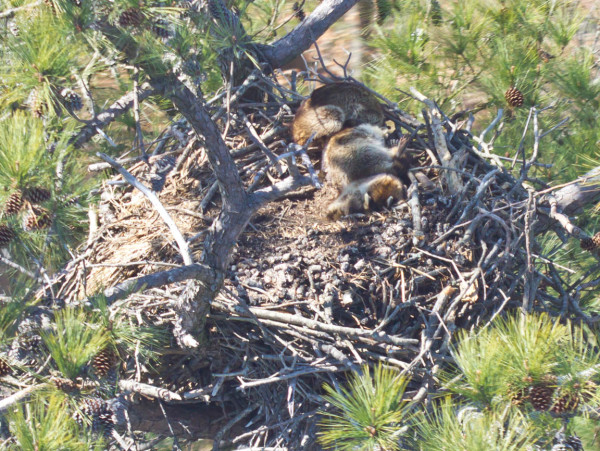 Three raccoons slumbering in an eagle nest along the Chickahominy River. In addition to documenting chick production, the survey has also documented the frequency of nest use by other species. Photo by Bryan Watts.