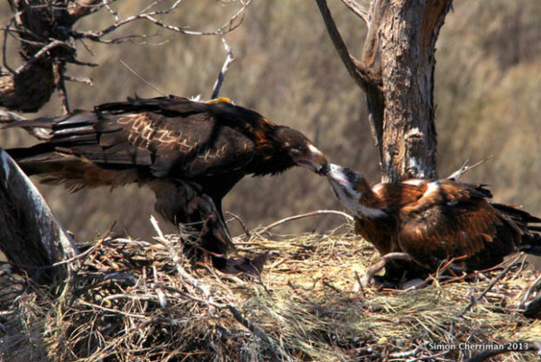 An adult and juvenile wedge-tailed eagle were both fitted with transmitters. Photo by Simon Cherriman.