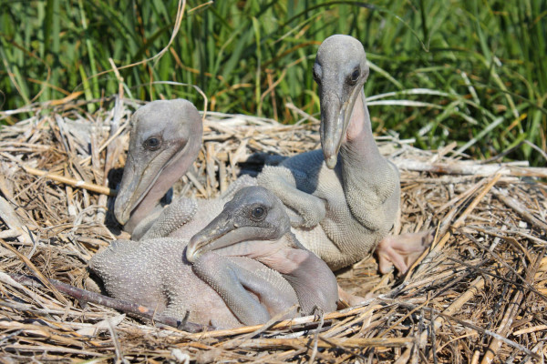 Brood of brown pelicans on Smith Island in the Chesapeake Bay. Pelicans have been one of the big winners increasing 7 fold over the past 20 years. Photo By Bart Paxton.