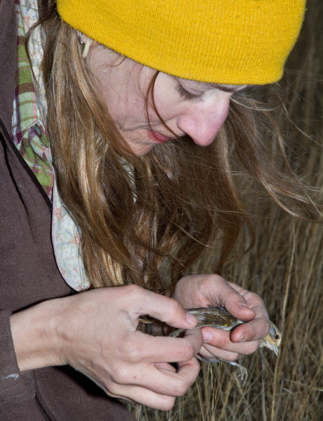Laura Duval inspects interior Nelson’s sparrow while banding. Photo by Bryan Watts.
