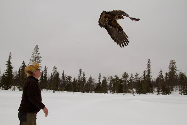 Olli-Pekka Karlin releasing a golden eagle in Finland. Photo by Lea Maalismaa.