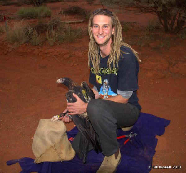 Researcher Simon Cherriman fitting a wedge-tailed eagle with a GPS transmitter. Photo by Gill Basnett.