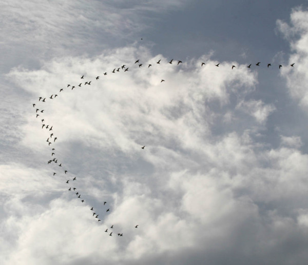 Flock of whimbrels flying north over Box Tree on their way to the arctic. Photo by Barry Truitt.