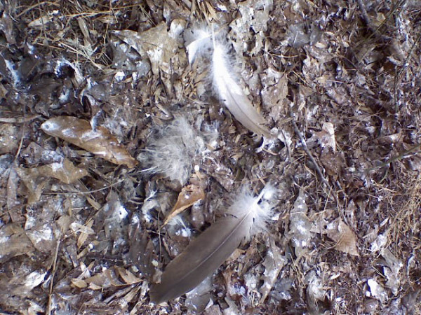 Whitewash and feathers are the telltale signs on the ground of a communal roost. The amount of material on the ground also gives some indication of the extent of use. Photo by Libby Mojica.