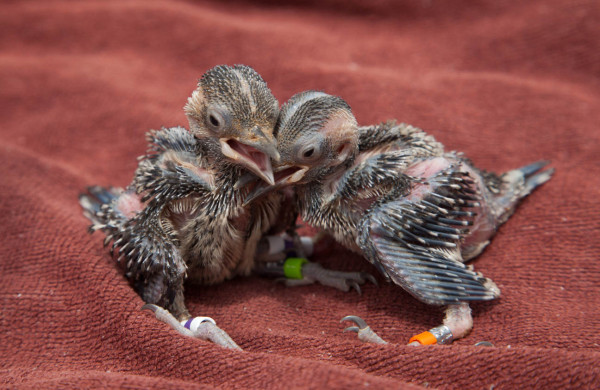 A brood of two red-cockaded woodpecker chicks stand on a towel just after they were banded. Both of these birds are females and are on the older end of the banding window. Photo by Bryan Watts.