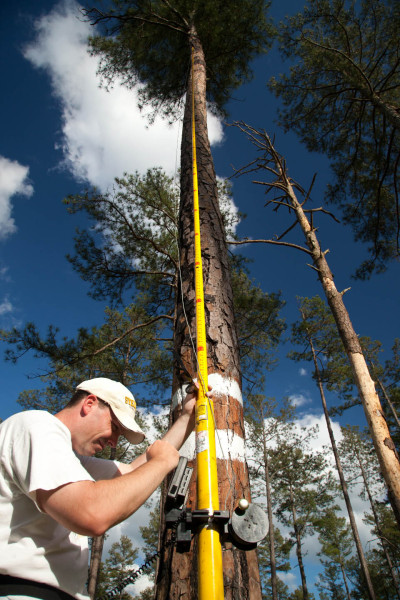 Mike Wilson uses the peeper scope to inspect the contents of a nest cavity on the Piney Grove Preserve. This scope is a valuable tool used in monitoring nesting activity. Photo by Bryan Watts.