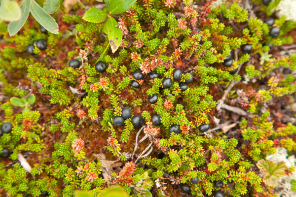 Crowberries were the primary fruit used by dough birds to fuel their transoceanic flight from eastern Canada to South America. They ate so many of these berries that their bellies were often dyed purple. Photo by Bryan Watts.