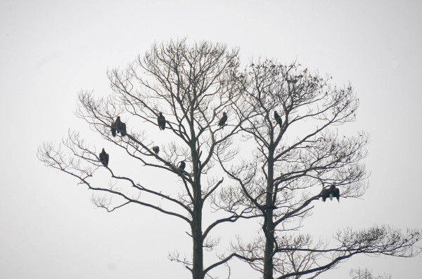 Eagles loafing in dead trees near a communal roost in North Carolina. Gathering or loafing sites are frequently used by eagles for social interaction. They are often used in the morning and afternoon and may indicate the presence of a communal roost nearby. Photo by Reese Lukei, Jr.