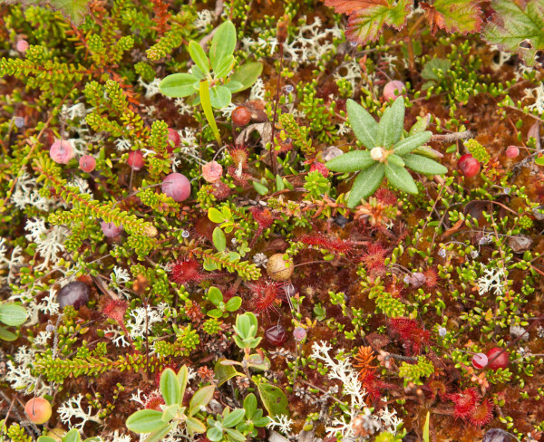 The heathlands of Miscou Island are covered with a mixed potpourri of miniature plants including the delicate sundew. Photo by Bryan Watts.