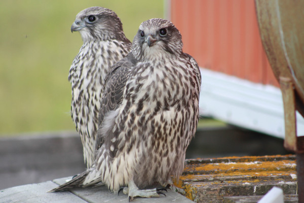 Recently fledged Gyrfalcon chicks at the decommissioned communications tower site. Gyrfalcons are one of the few sources of adult whimbrel mortality on the breeding grounds. Photo by Fletcher Smith.