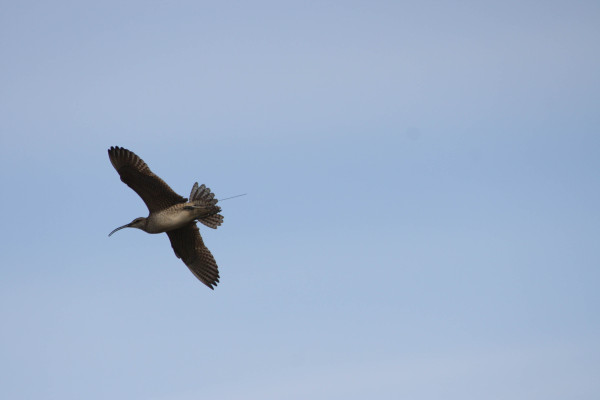 Satellite tagged whimbrel. Photo by Fletcher Smith.