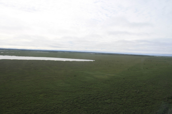 The Low-centered Polygon habitat as we depart the delta. Notice the ridges are still apparent, but that the centers of the polygons have mostly dried. The delta quickly turns from frozen or flooded to vast expanses of green marsh. Photo by Fletcher Smith.