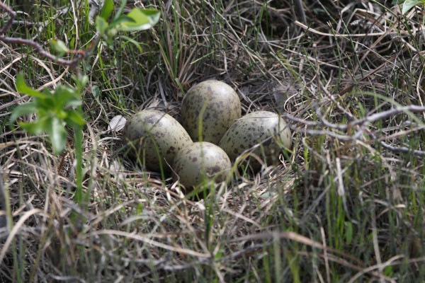 Whimbrel nest. Most nests have 4 eggs and are lined with horsetail and grasses. Photo by Fletcher Smith.