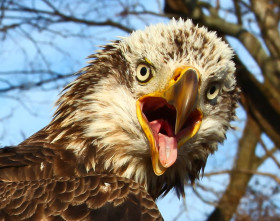 eagle in hand