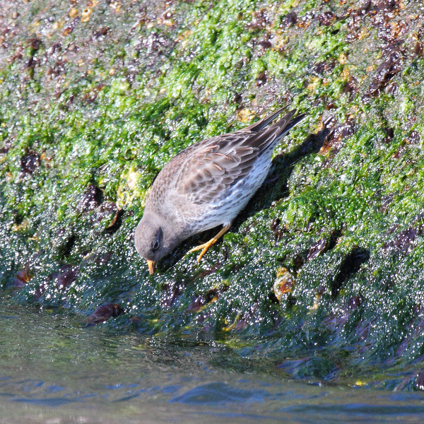 A purple sandpiper probes into the freshly exposed algae for prey. Photo by Bart Paxton.