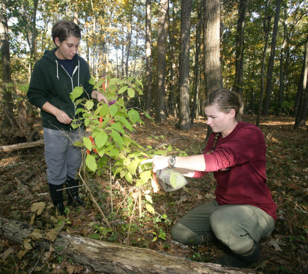 Arianne Millet (left) and Sarah Rosche (right) monitor beautyberry plants for fruiting phenology and avian consumption. Photo by Bart Paxton.