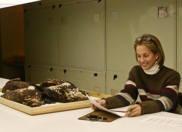Catherine Markham (CCB graduate student 2001-2004) catalogs eagle specimens taken within the Chesapeake Bay during the “killing time” and now housed within the Smithsonian collections. Photo by Bryan Watts.