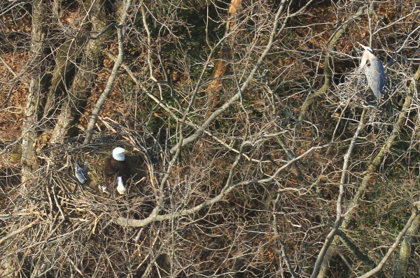 Current eagle resident of High Point incubates eggs along the Potomac River. The birds now share this landmark with a colony of great blue herons. Photo by Bryan Watts.