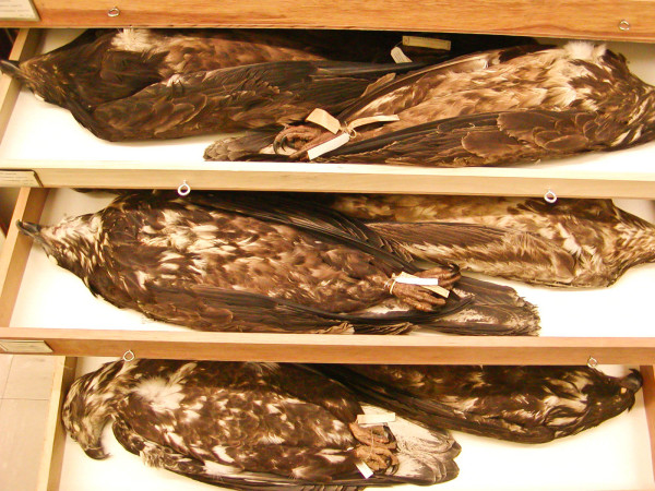 Drawer upon drawer of eagle specimens are maintained by the Smithsonian Institution in Washington, D.C. Each has its own story to tell. Photo by Bryan Watts.