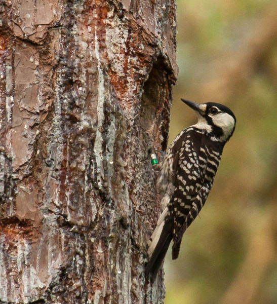 Female Red-cockaded Woodpecker works on cavity entrance at the Piney Grove Preserve. Photo by Bryan Watts.