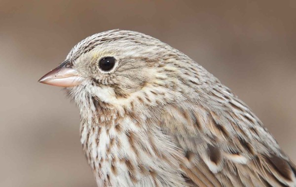 The straw-colored plumage and larger size of the Ipswich sparrow separates it from other forms of the savannah sparrow. The plumage matches the background color of the dune habitat even under different light conditions. Photo by Bryan Watts.