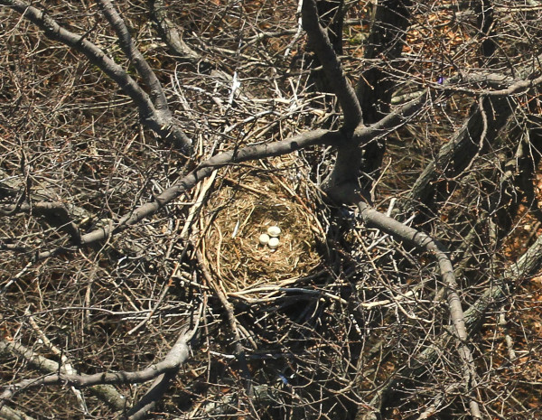 A glimpse of an eagle clutch from the survey plane along the Rappahannock River. Adults take short breaks from incubation duties during warm, sunny days. The “egg cup” containing the eggs that helps to facilitate incubation is visible. Photo by Bryan Watts.