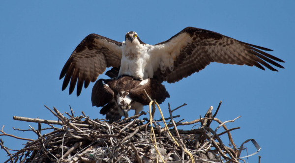 Adult osprey copulating on a nest in Virginia on March 22, 2015. Photo by Bryan Watts.