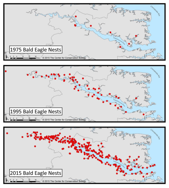 Forty years of bald eagle recovery along the Rappahannock River. Data from CCB.