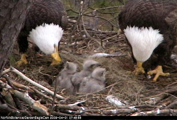 Norfolk Botanical Garden male (left) and female (right) feeding HE, HH (Azalea) and HK. Photo from nest cam by Reese Luk