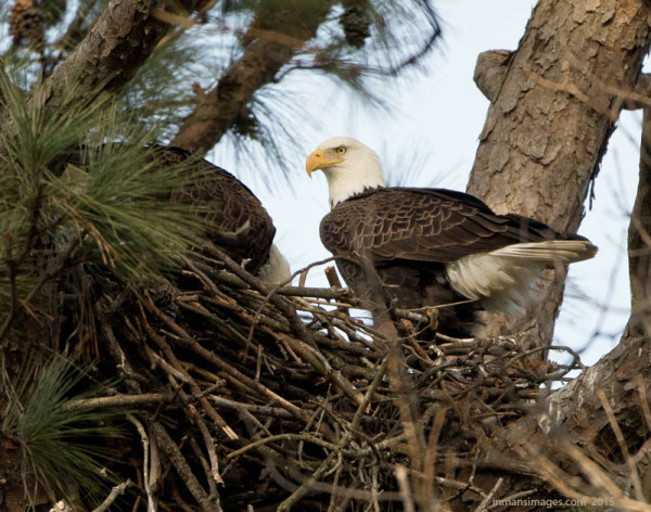 Photo of HE (right) and father (left) feeding new brood on 12 March 2015. Photo by Michael P. Inman.