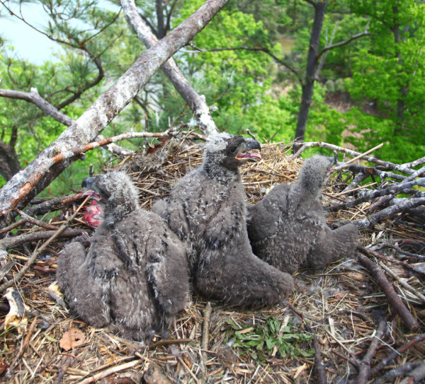 A 3-chick brood stands in a nest along the James River. Three-chick broods were produced by only 10% of pairs in 2015 but in other years have represented as much as 20%. Photo by Bryan Watts.