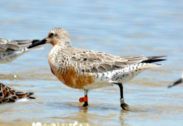 A flagged red knot forages along the Georgia Coast. This knot was seen by researchers in San Antonio Oeste, Argentina, until the large migratory flocks departed there on April 26th and 27th. The bird was first seen in Georgia on May 7th at Pelican Spit, completing the 6,000-mile journey in at most 10 days. Photo by Perri Rothemich.