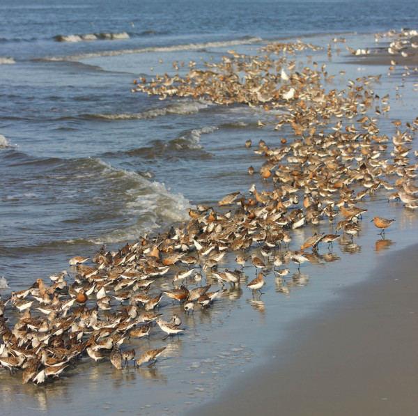 A mixed flock of shorebirds forage on horseshoe crab eggs on a rising tide in coastal Georgia. Photo by Hillary Thompson.