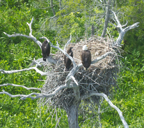 An adult bald eagle hangs out near the nest with two 10-wk old chicks along the James River. The Eagle Nest Locator, which displays data from the bald eagle annual survey, is available with new tools on the CCB Mapping Portal. Photo by Bryan Watts.
