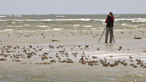 CCB technician Amy Whitear uses a spotting scope to resight red knots foraging among spawning Horseshoe Crabs along the Georgia coast. Photo by Fletcher Smith.