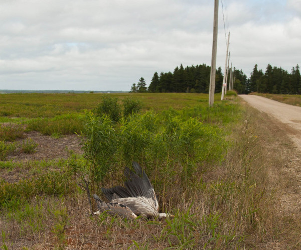 Great blue heron found dead under a roadside power line. Work by The Center for Conservation Biology and other research groups has determined that siting of power lines is the primary factor influencing strike-related mortality. Lines should be sited in areas away from primary flightlines. Photo by Bryan Watts.