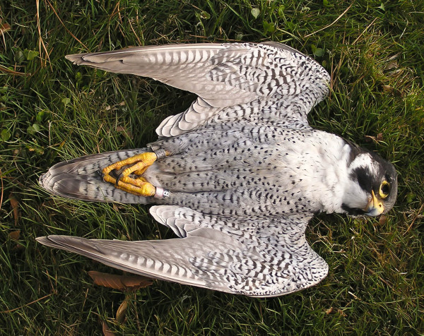 Male peregrine 3-8 was killed when it flew into a guy wire near its eyrie on the Benjamin Harrison Bridge in 2007. From tracking studies in Virginia we have determined that flying into structures like wires is one of the leading causes of mortality for peregrines. Photo by Bryan Watts.