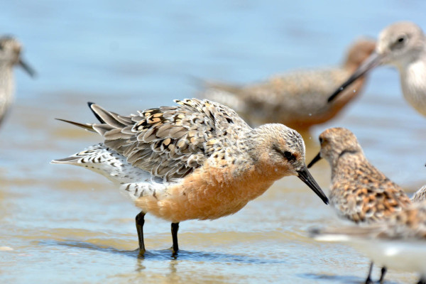 Red knot in breeding plumage stages along the Georgia Coast in May. Photo by Perri Rothemich.