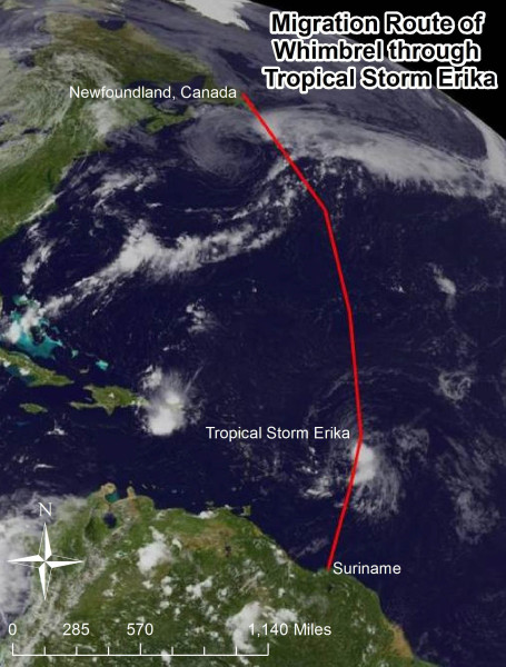 Migration route of Upinraaq the whimbrel through Tropical Storm Erika. Image of storm courtesy of NOAA. Data from CCB.