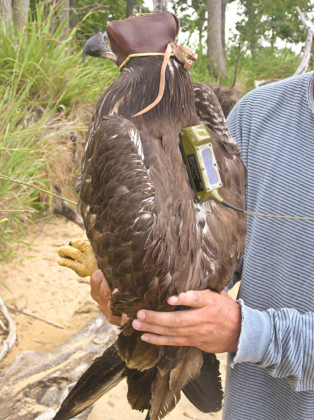 Bryan Watts holds a second-year bald eagle just after it was fitted with a satellite transmitter. Transmitters were used to track bird movements to answer a variety of questions including how frequently they used landfills. Phot by LIbby Mojica.