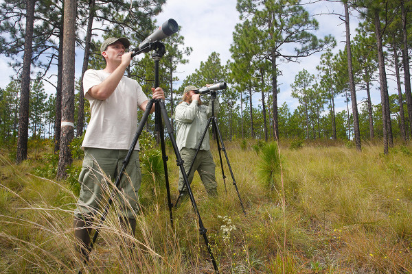 Mike Wilson (left) and Fletcher Smith (right) use spotting scopes within Carolina Sandhills National Wildlife Refuge to identify individual birds by their unique combinations of color bands.  Several woodpecker biologists converged on the refuge during the week of 21 September to locate chosen birds and to determine which trees they were using as roosts in preparation for capture and translocation.  Photo by Bart Paxton.