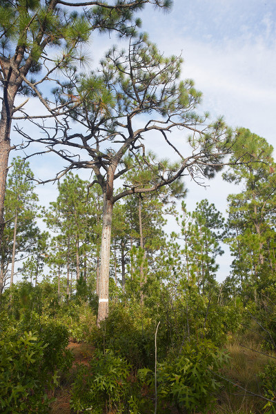 Typical red-cockaded woodpecker cavity tree within the Carolina Sandhills National Wildlife Refuge.  Note the characteristic resin flow that the species maintains as an anti-predator strategy.  Photo by Bart Paxton.