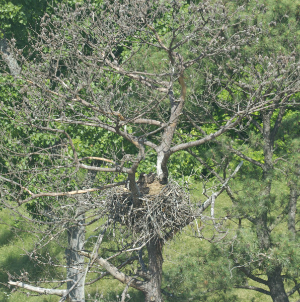 A brood of eagles that later fledged from a nest tree along the James River that had been dead for less than one year. The pair moved to a live tree the following year. Photo by Bryan Watts.