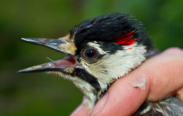 Adult male red-cockaded woodpecker showing the seldom seen patch of red feathers. Photo by Bryan Watts.