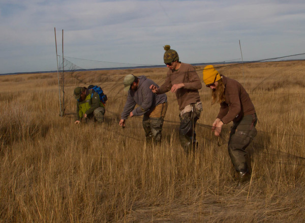 Fletcher Smith, Zak Poulton, Chance Hines and Laura Duval (left to right) extract a flock of sharp-tailed sparrows in a tidal salt marsh during the winter of 2014. Photo by Bryan Watts.