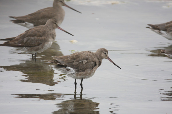 Hudsonian godwits roosting at high tide. Photo by Fletcher Smith.