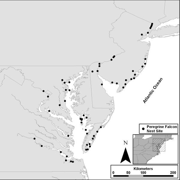 Map of occupied peregrine falcon breeding territories throughout the mid-Atlantic Coastal Plain in 2007. Data from CCB.
