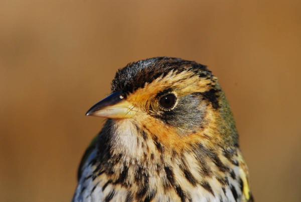 Mid-Atlantic saltmarsh sparrow captured in Virginia. This form has a very limited breeding range, is of high conservation concern and is the least abundant during winter in the marshes sampled. Photo by Bryan Watts.